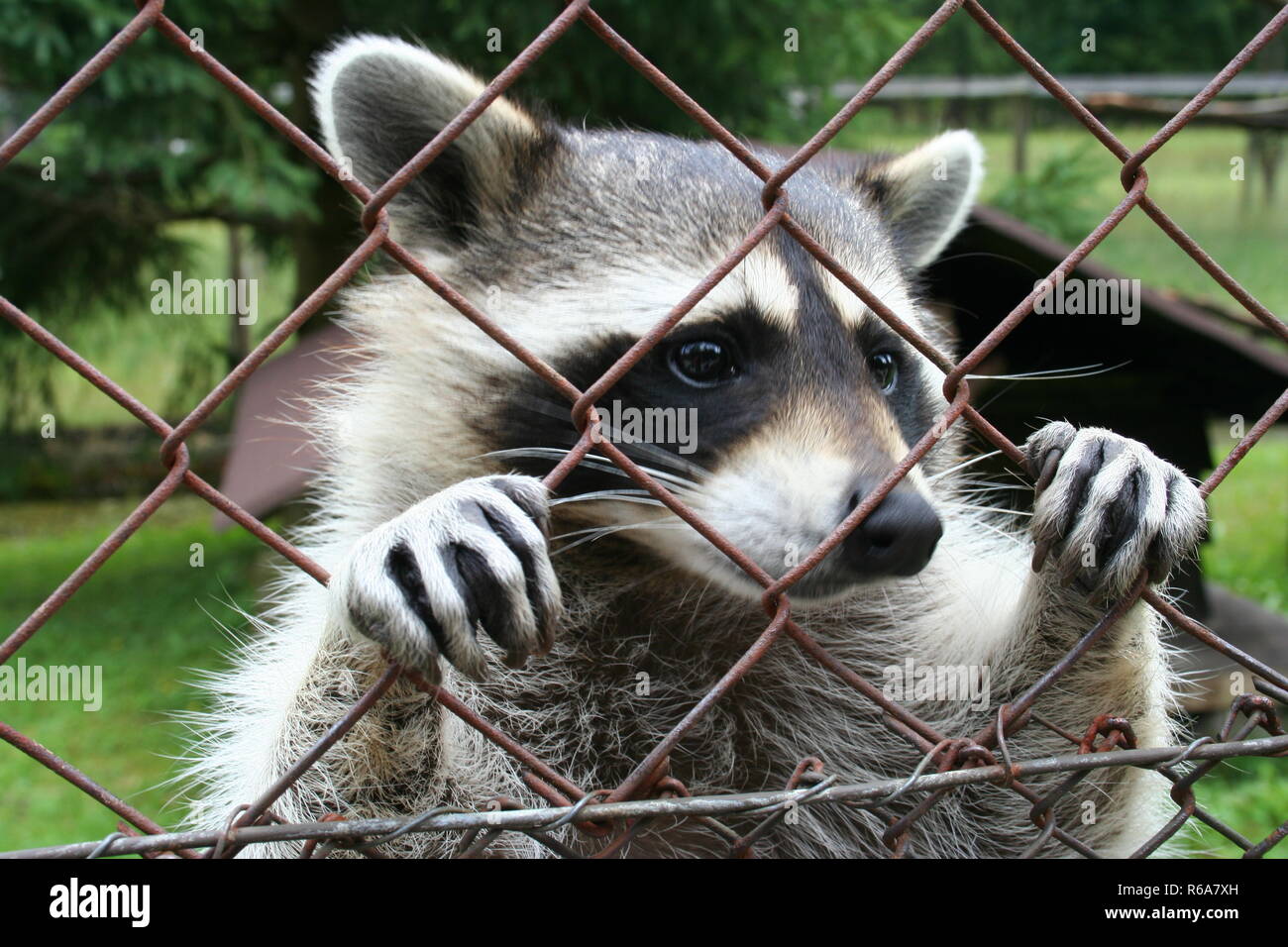 Racoon on a fence of a zoo Stock Photo