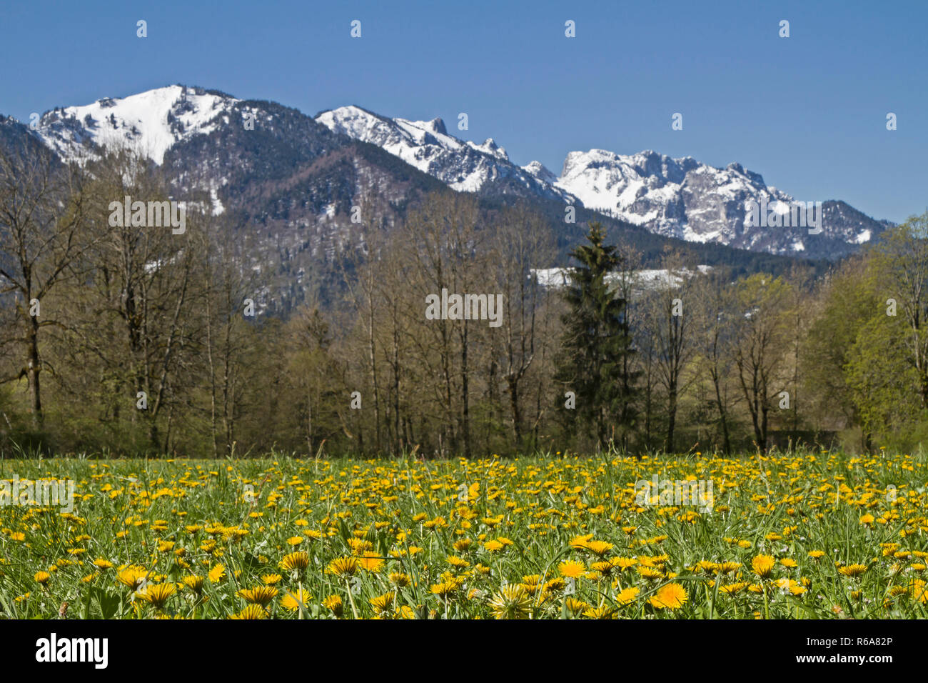 Blooming Flowers Meadow With Benediktenwand Mountains In The Spring Stock Photo