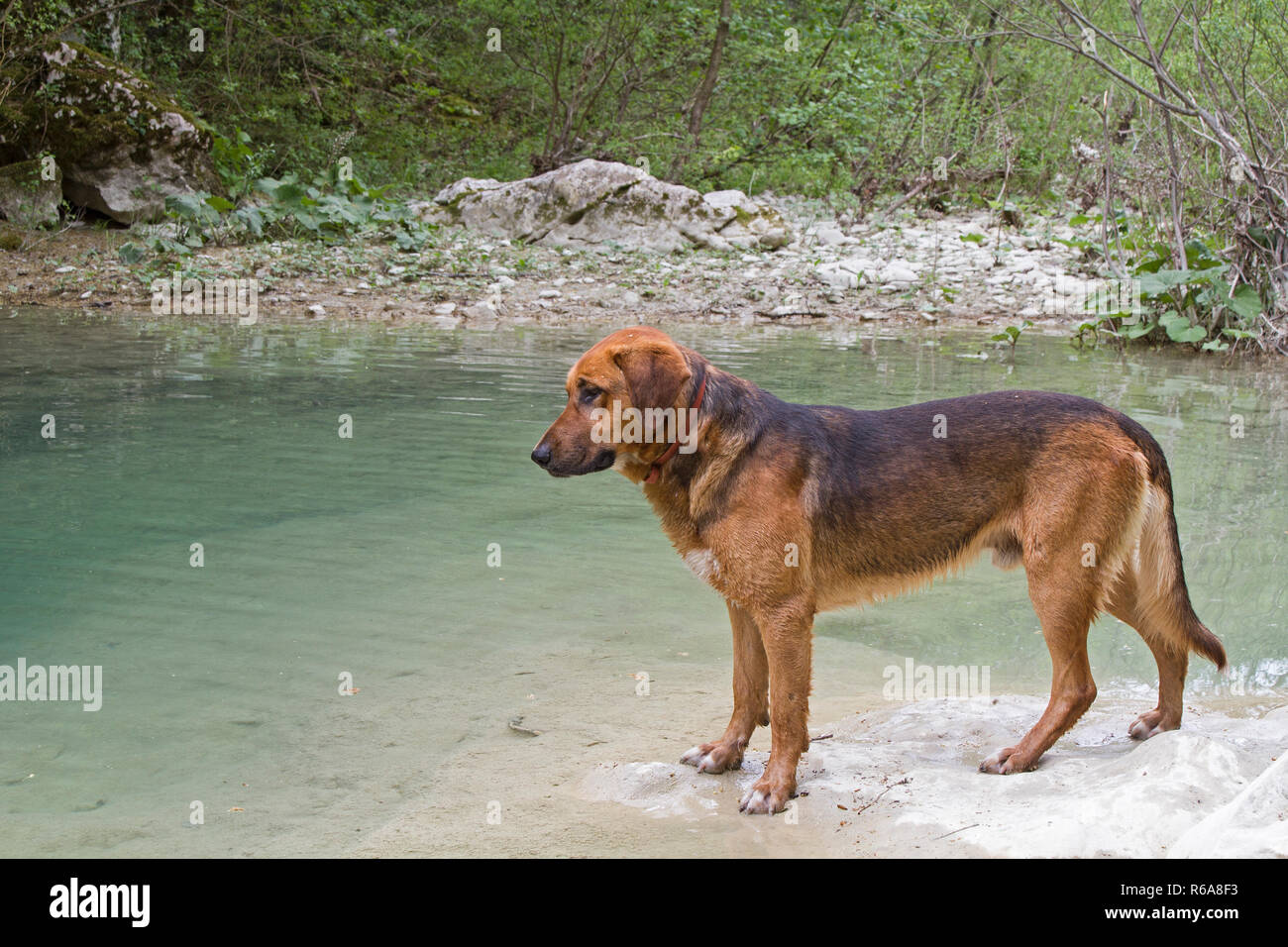 Large Brown Mongrel Dog On The Banks Of Mirna In Istria Stock Photo