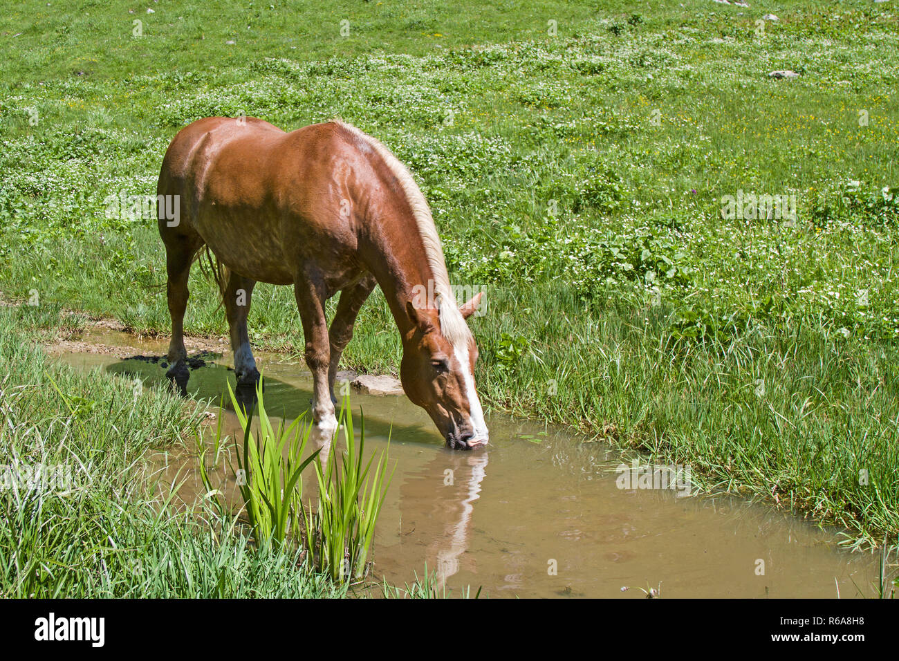 Haflinger Horse Cools Off In A Stream On An Alpine Meadow In Upper Bavaria Stock Photo
