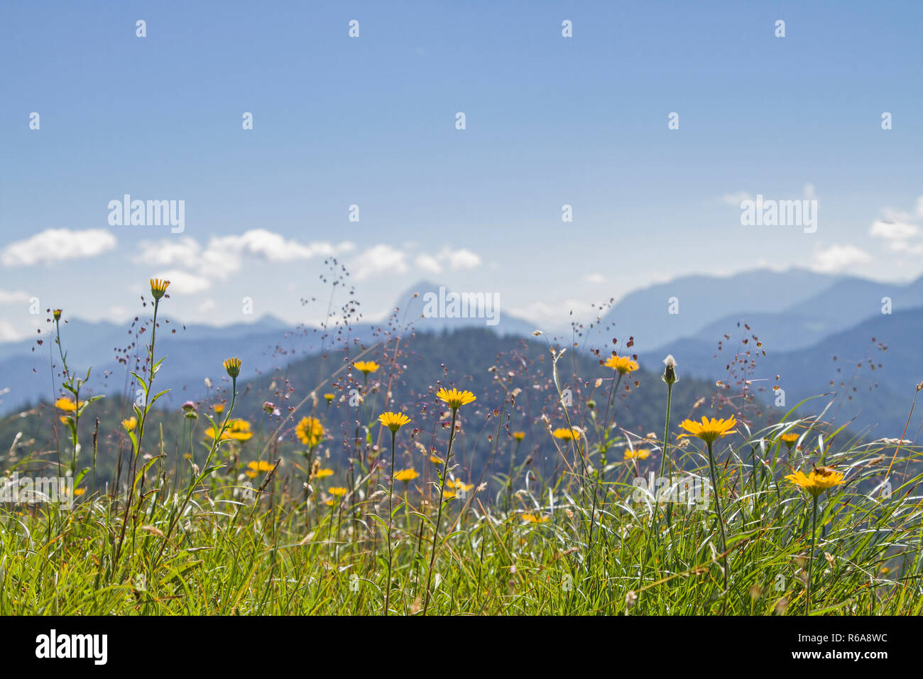 Mountain Meadow In The Summer Before The Peaks Of The Bavarian Pre-Alps Stock Photo