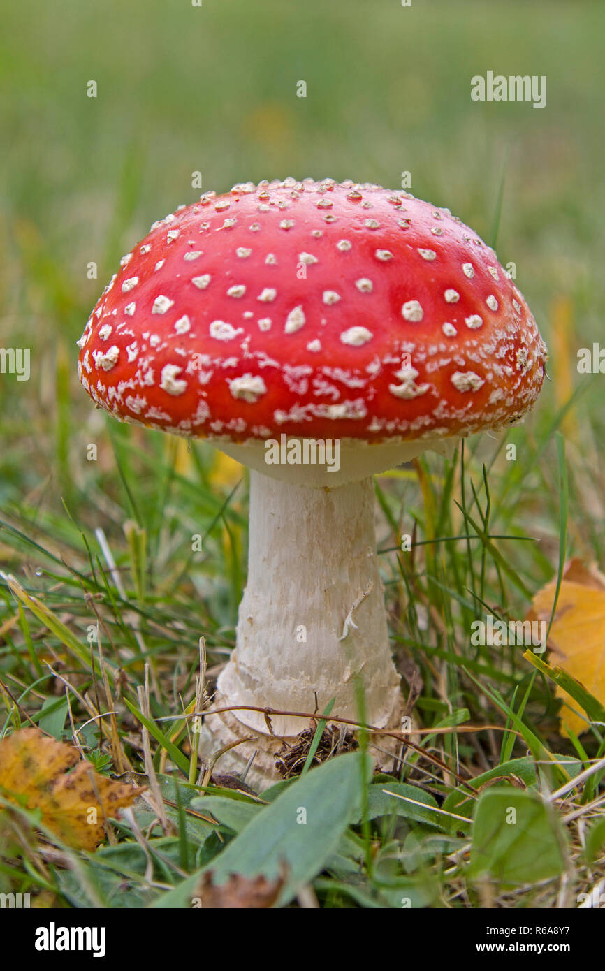 Individually Standing Mushroom On Green Mountain Meadow Stock Photo