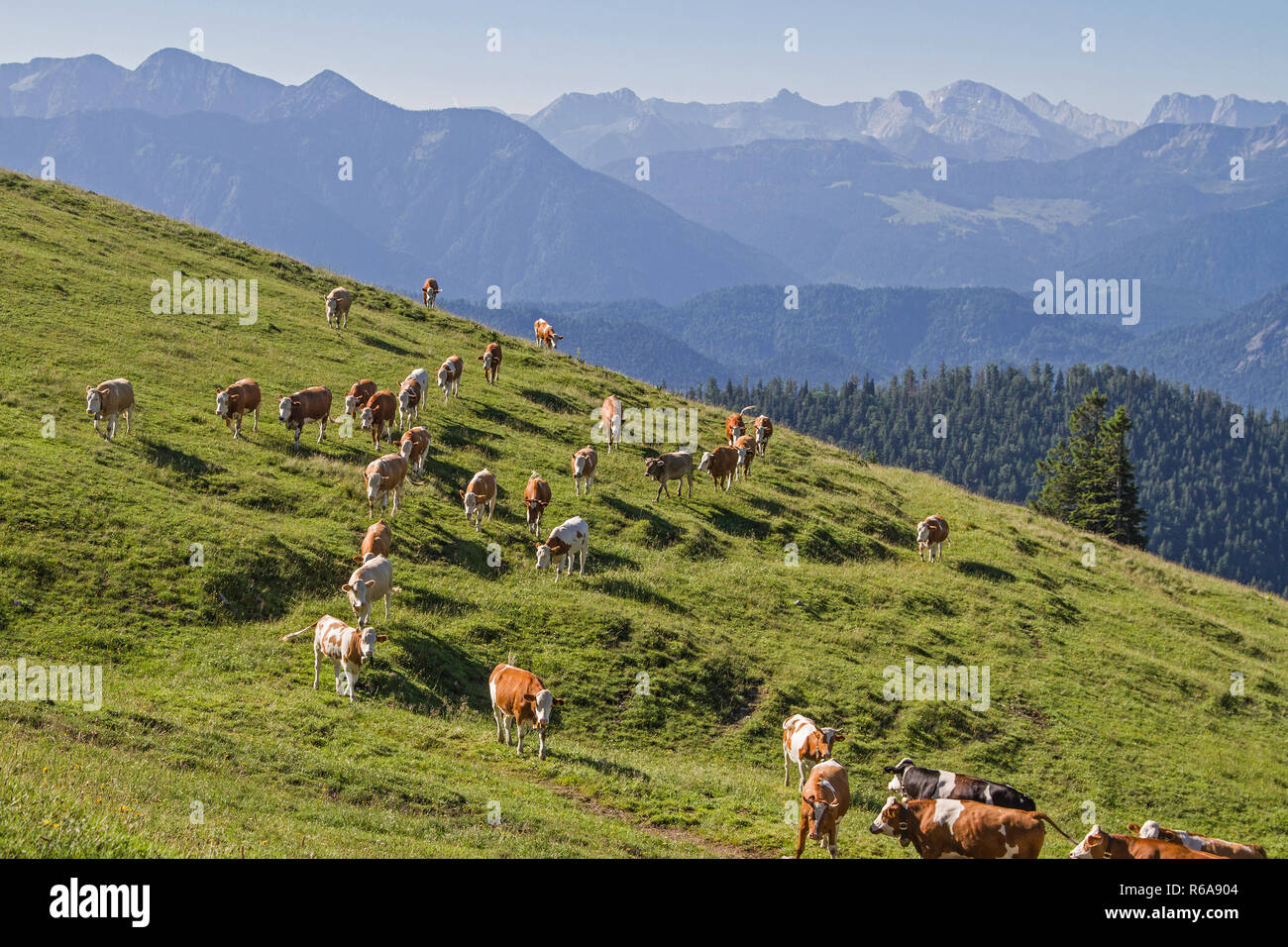 Cow Herds Migrate Over The Extensive Meadows Of The Scharnitzalm In The Benediktenwand Area Stock Photo