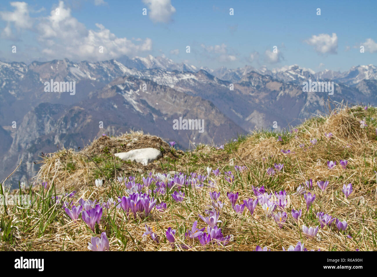 Crocus Meadow On The Summit Of Monte Rest In The Carnic Prealps In Friuli Stock Photo