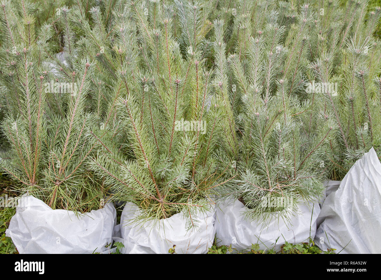 Tree Seedlings For Reforestation Of A Mountain Slope In The Ammergau Alps Stock Photo