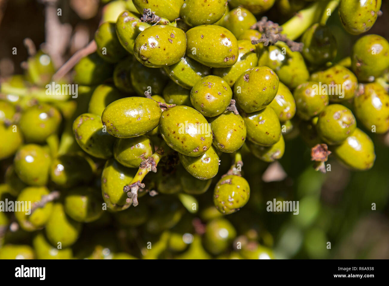 Fruits Of Dwarf Palm In Autumn Time Stock Photo