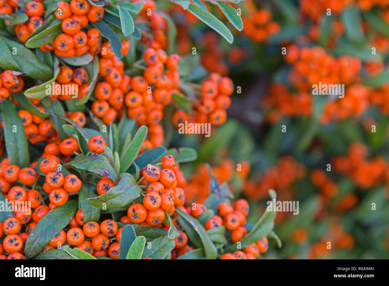 Cotoneaster Is A True Eye-Catcher In The Autumn Landscape Stock Photo
