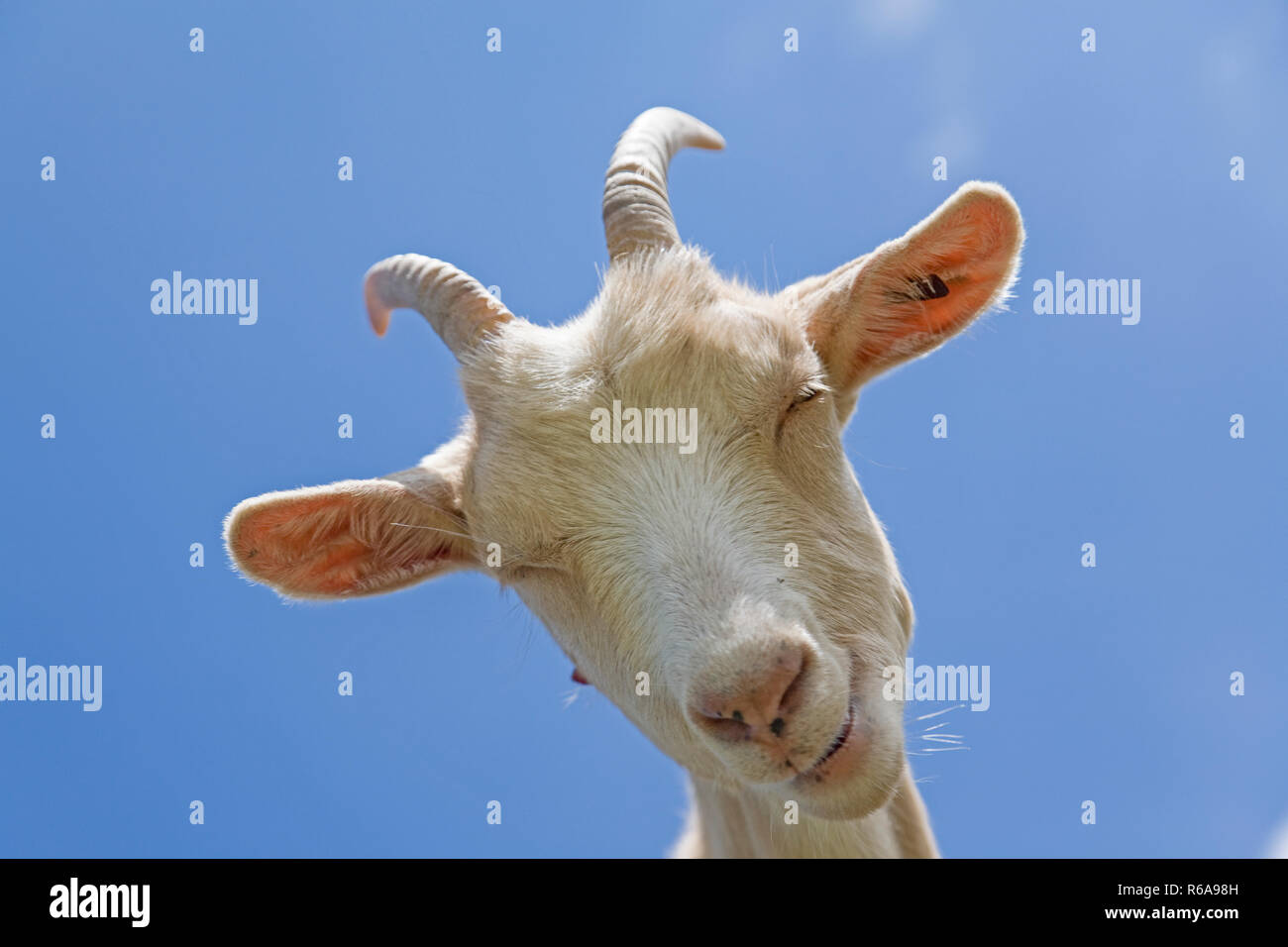 White Goat Peers Down Proudly From Her Elevated Position To The Photographer Stock Photo
