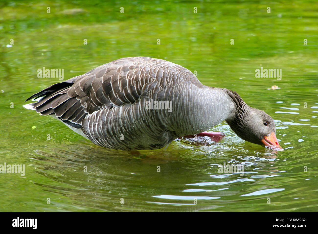Grey Gooses at Grünau im Almtal Stock Photo