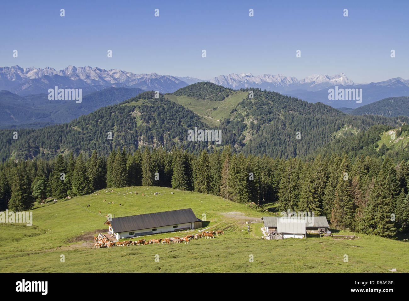 Many Cows Spend The Summer In The Meadows Of The Scharnitz Pasture Stock Photo