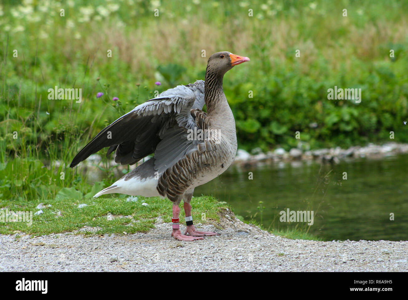 Grey Gooses at Grünau im Almtal Stock Photo