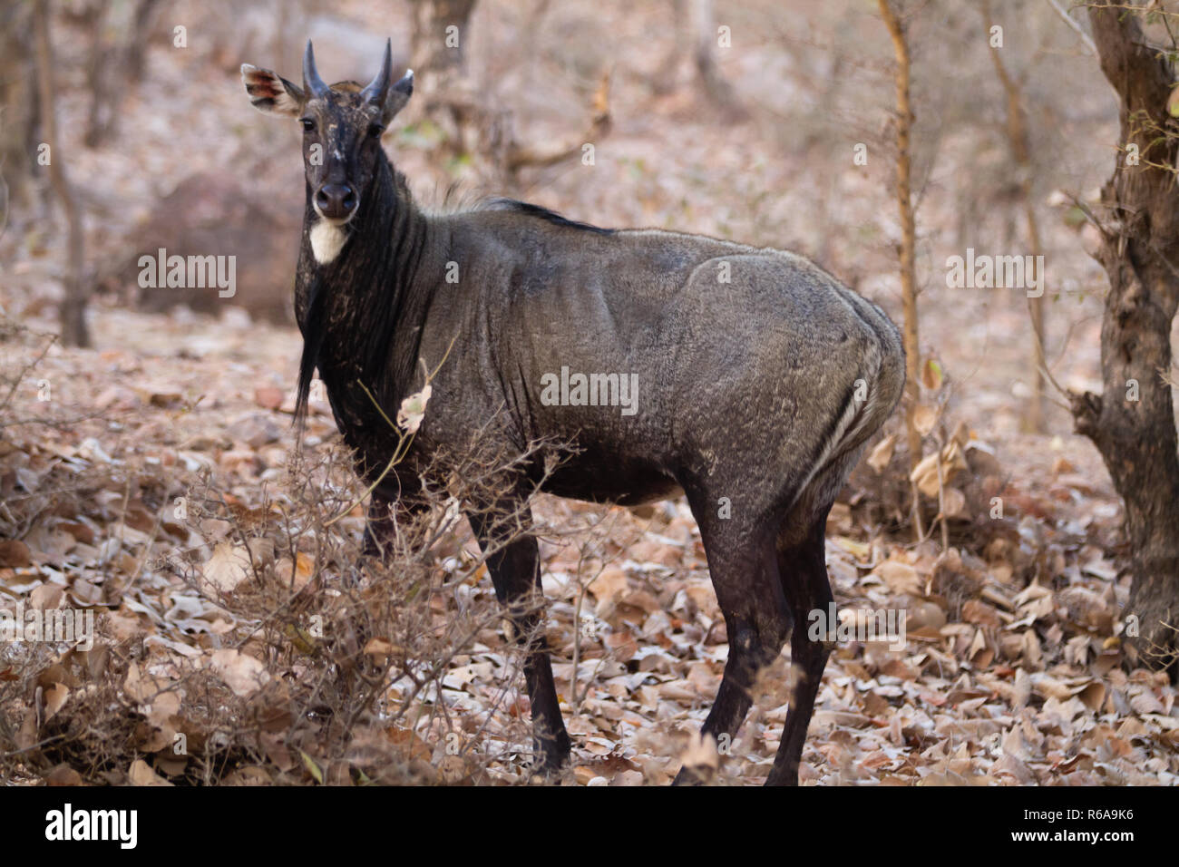 antelopes of ranthambore reserve in india Stock Photo