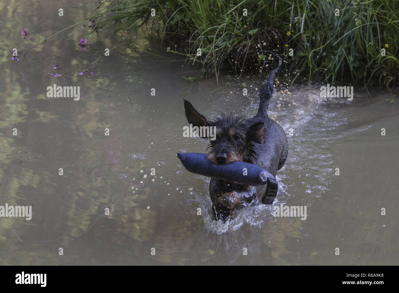 Enthusiastic Rough-Haired Dachshund In The Water Work Stock Photo