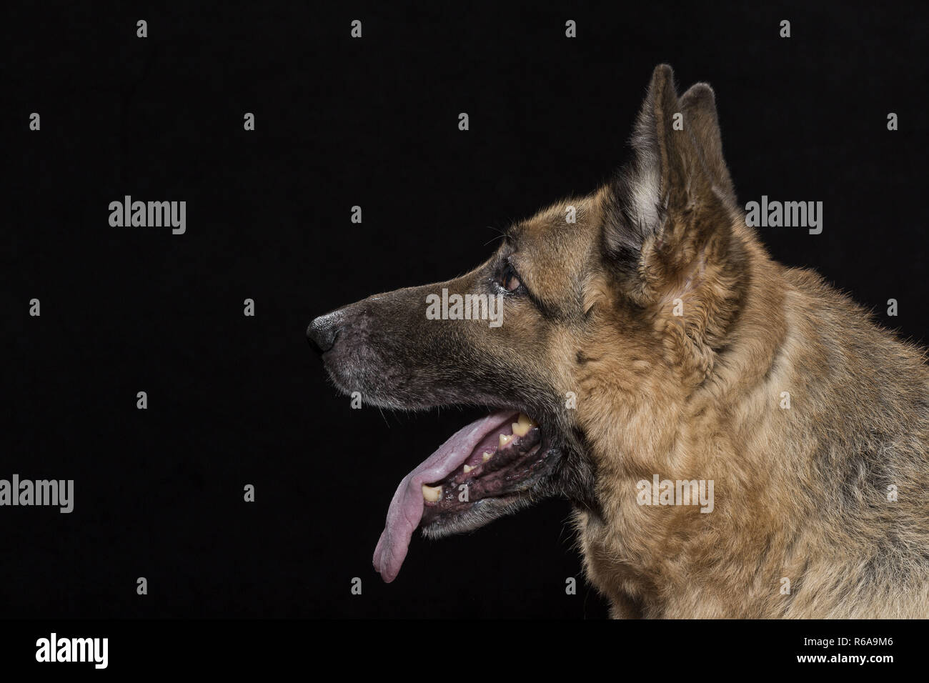 Portrait Of A German Shepherd Dog In The Studio In Front Of Black Background Stock Photo