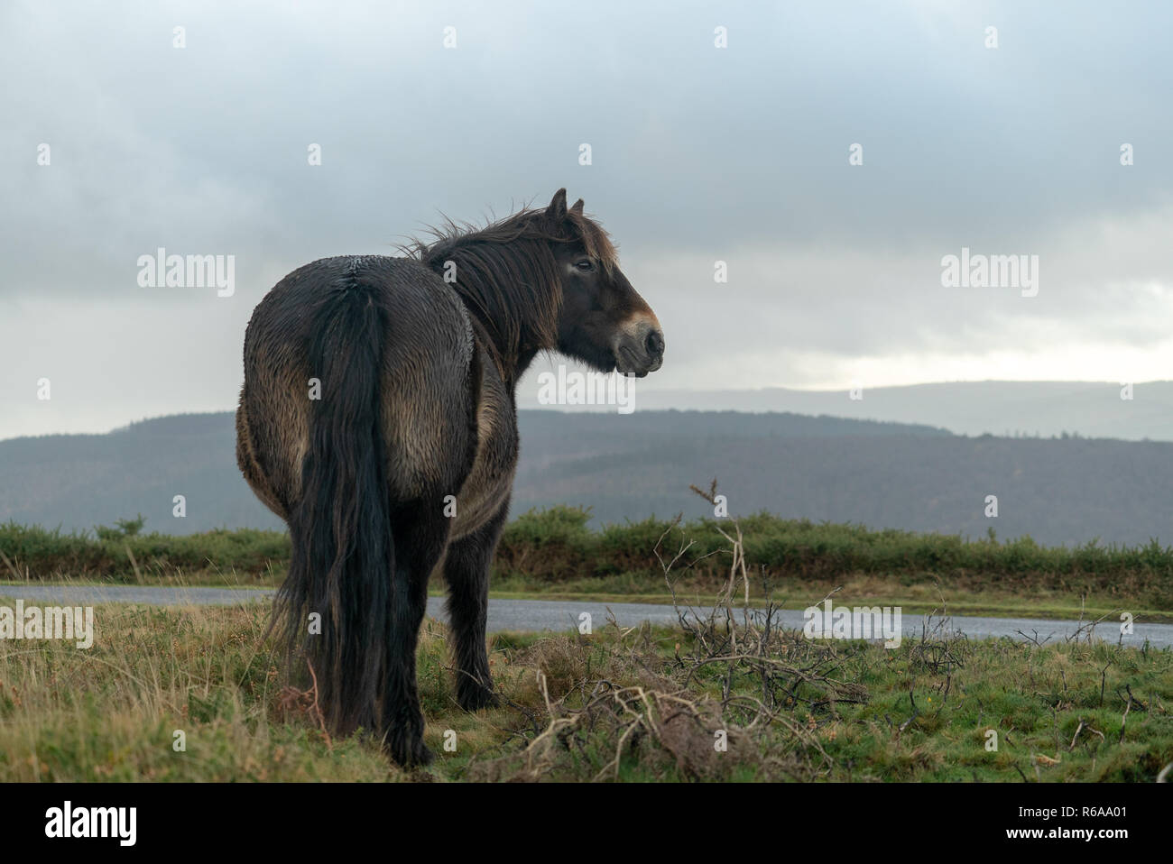 Wild Exmoor pony horses, Exmoor National Park, Somerset UK Stock Photo