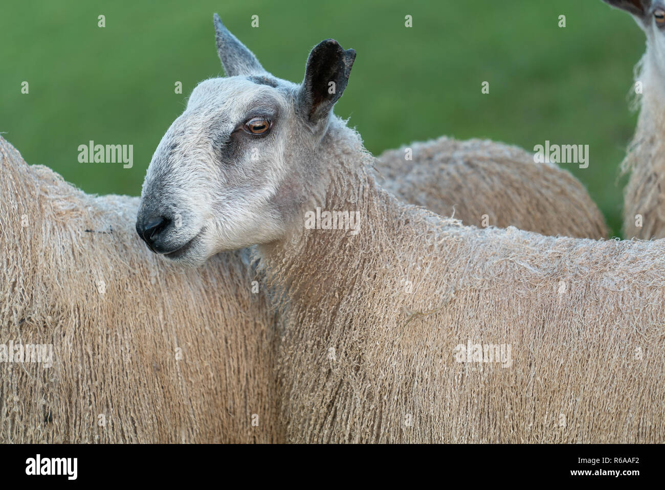 Leicester blue face sheep hires stock photography and images Alamy