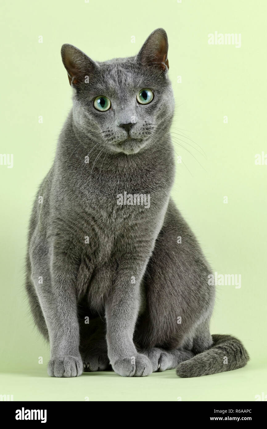 cat russian blue 33103a Stock Photo