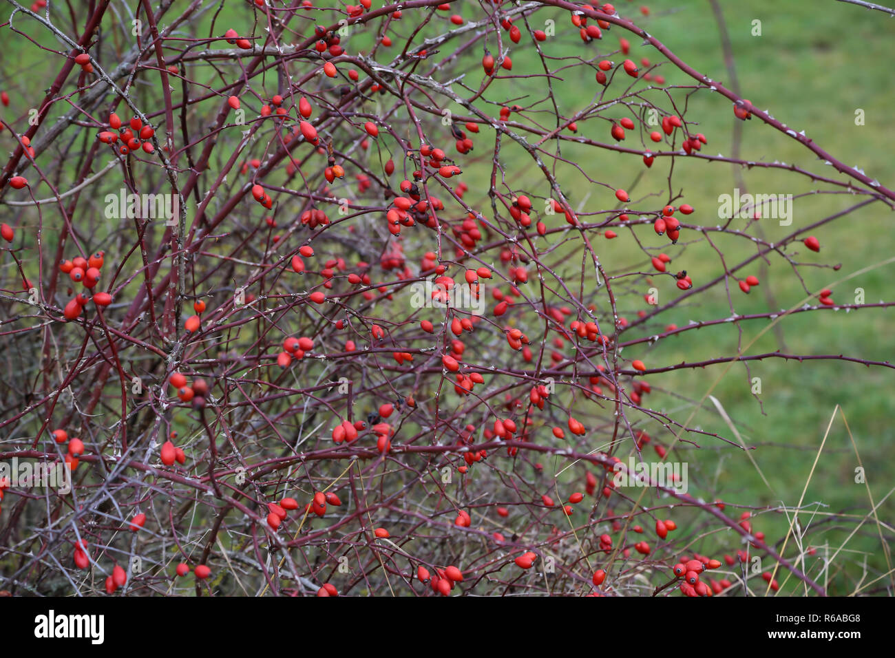 Rose Hip Bush High Resolution Stock Photography and Images - Alamy