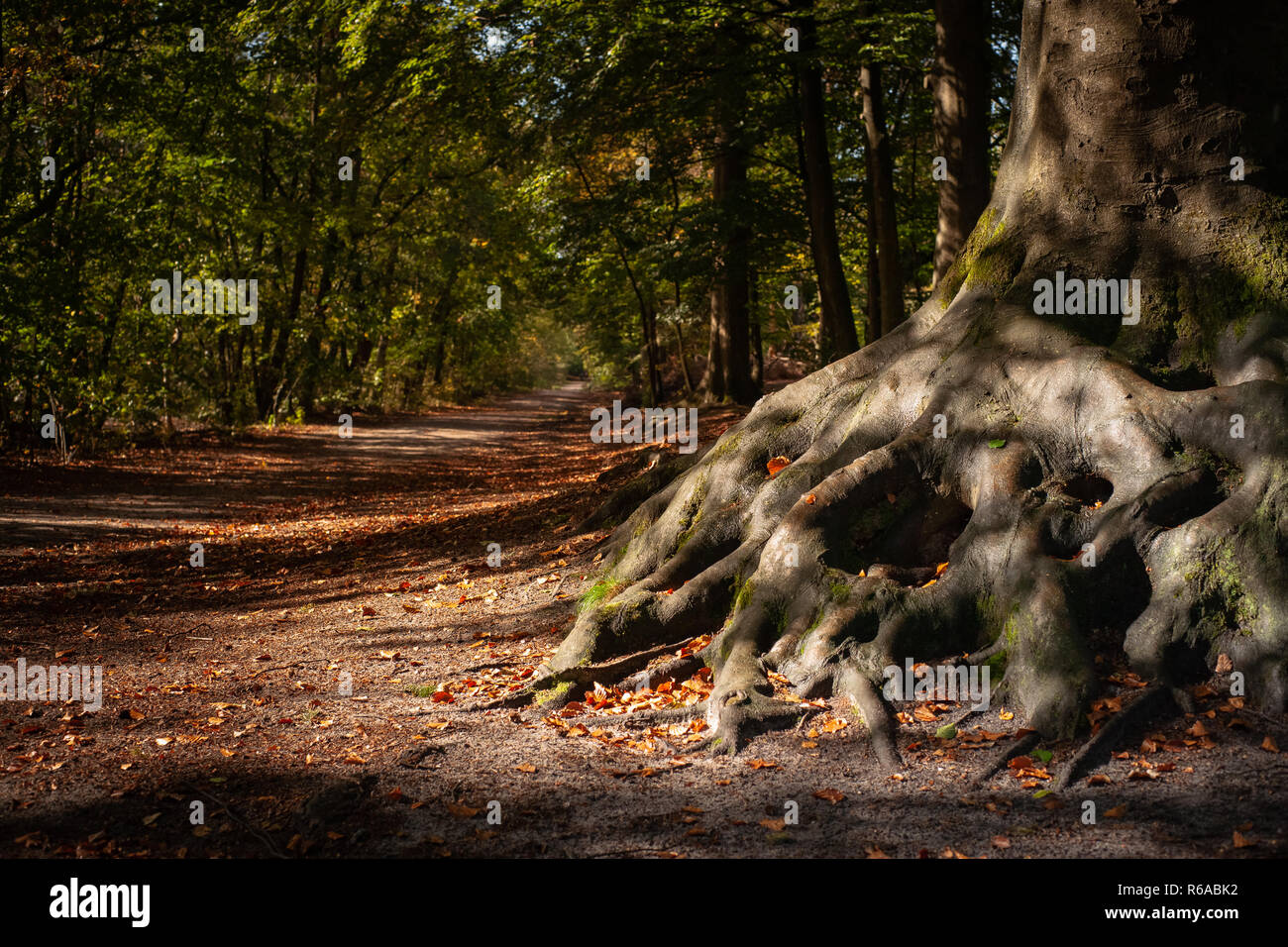 Old solitary tree in colorful deciduous forest at the junction of a ...