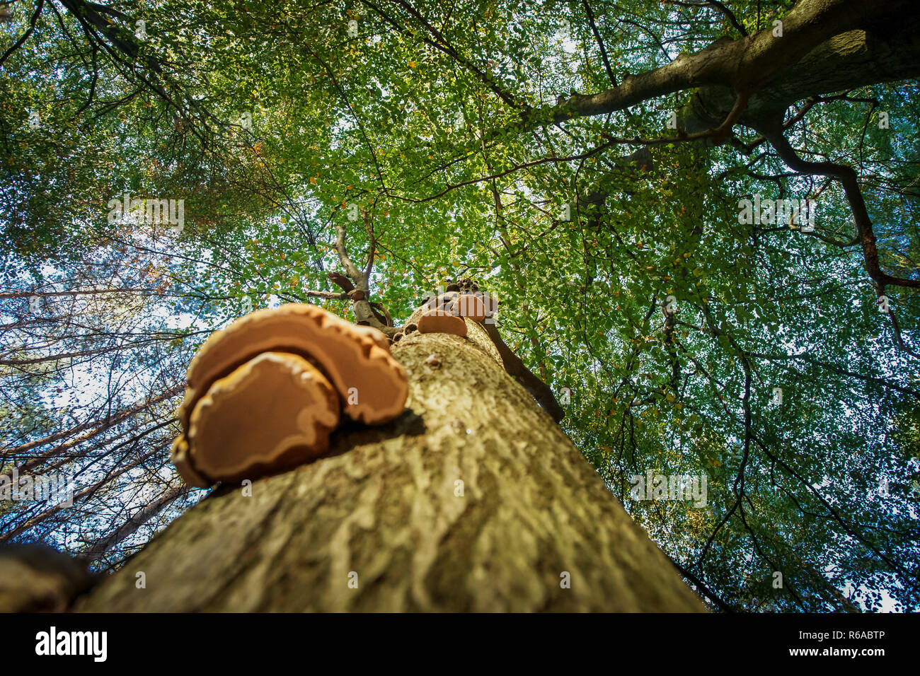 Mushroom photographed from below towards the green foliage with its tree crown and branches against a sunny background Stock Photo