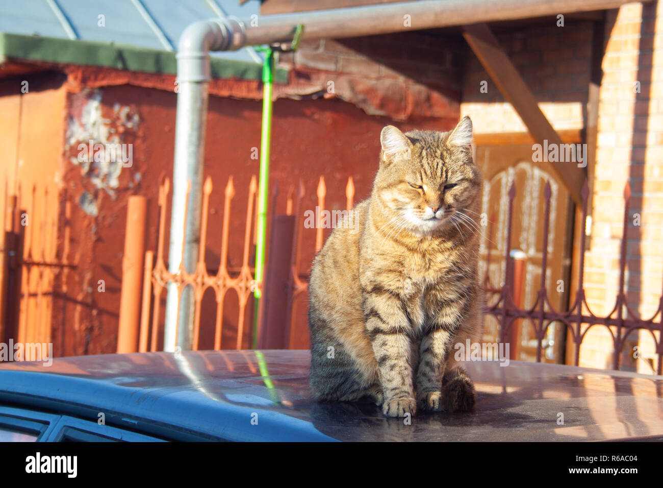 A big fluffy tabby cat sits on the roof of a car on a sunny autumn day. Stock Photo