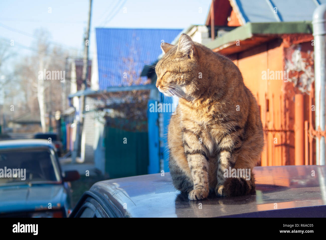 A big fluffy tabby cat sits on the roof of a car on a sunny autumn day. Stock Photo