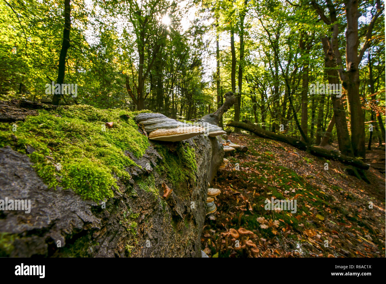 Fallen dead tree trunk in an autumn forest. Large impressive mushroom ...