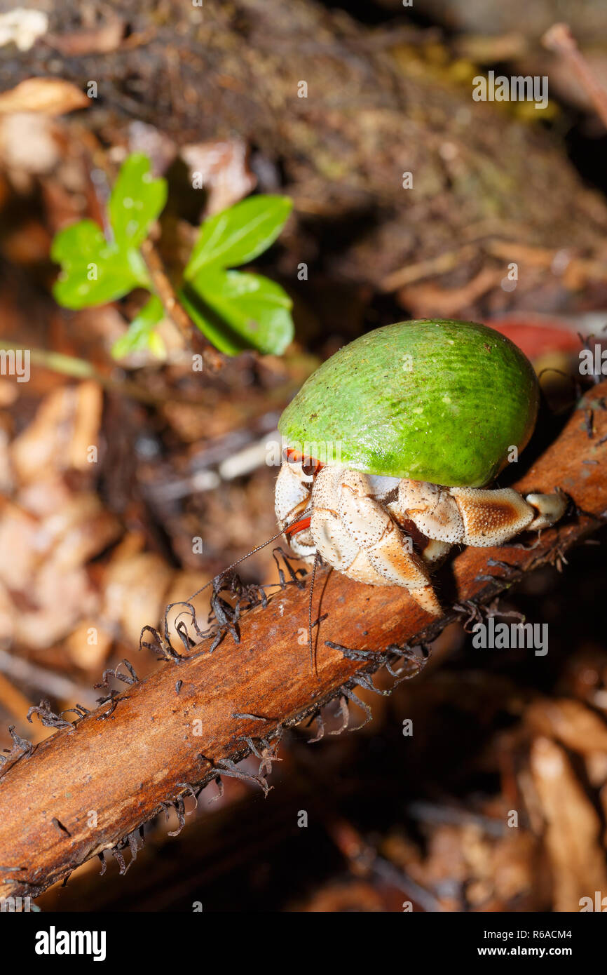 Hermit Crab with green snail shell Madagascar Stock Photo - Alamy