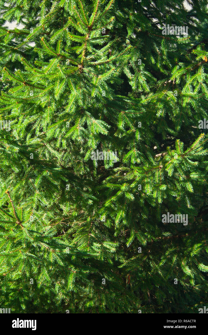 Spruce background. Branches of fir tree on sun Stock Photo - Alamy