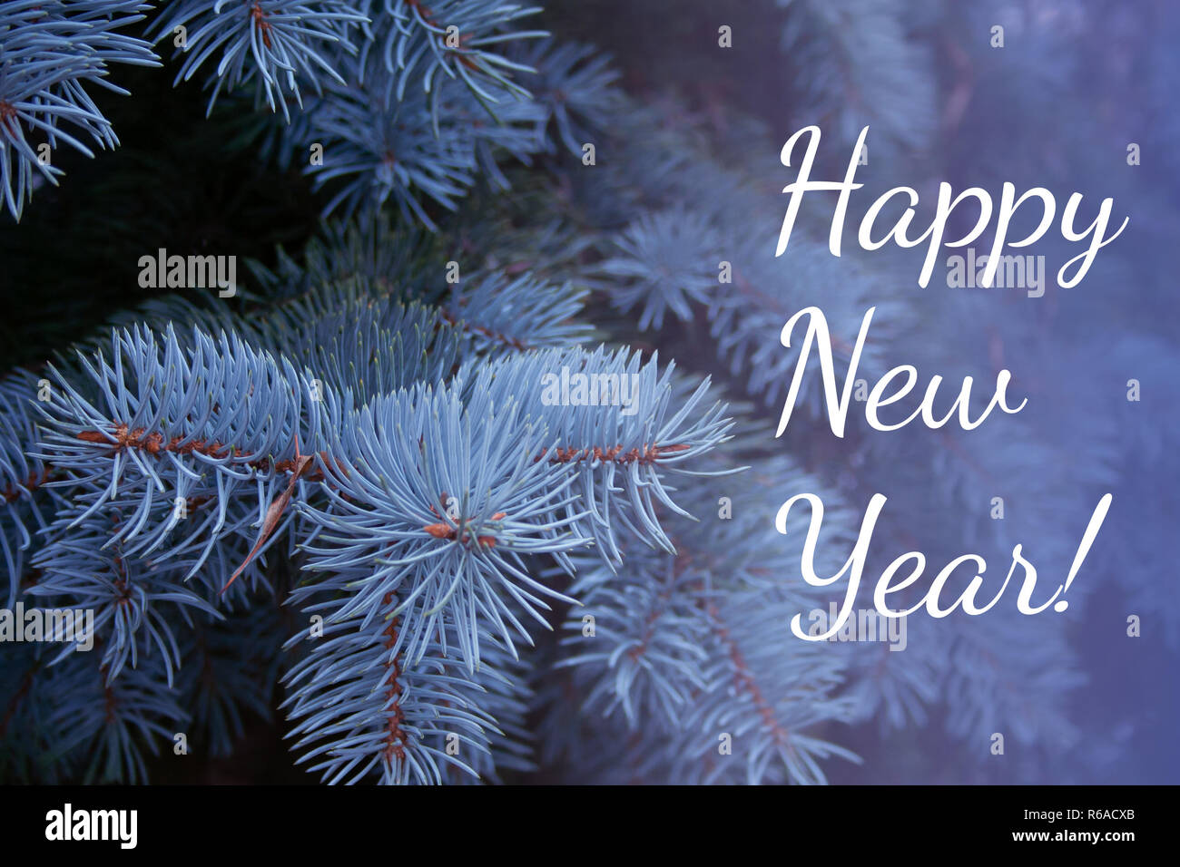 Blue spruce branches with text. Winter is coming Stock Photo