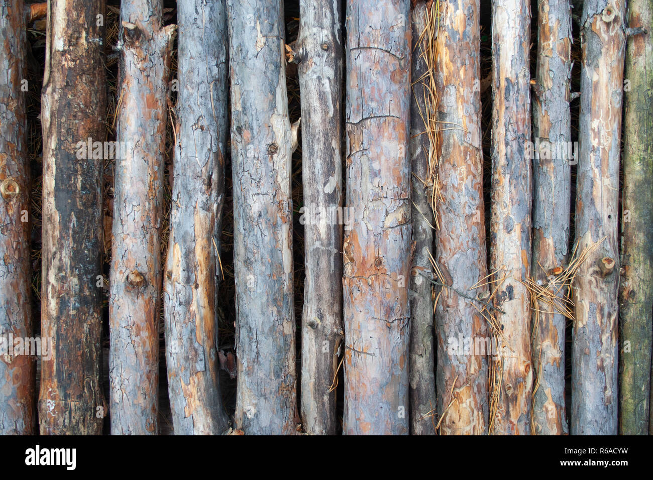 Pine stick texture. Wooden background of pines for design Stock Photo