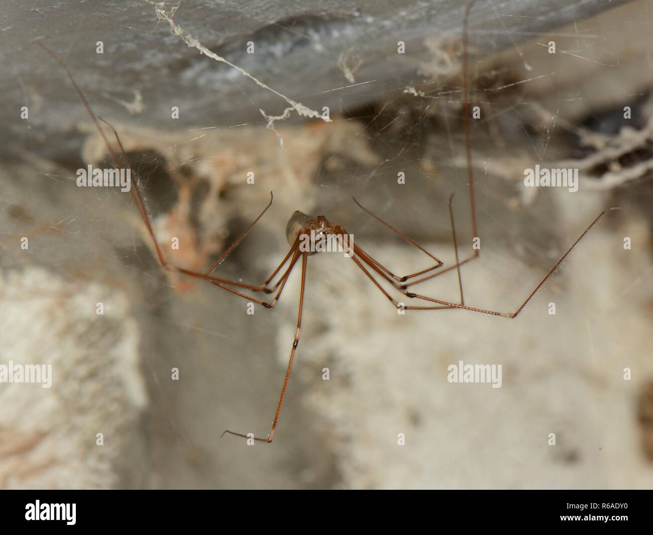 Longbodied cellar spider / Daddly longlegs spider (Pholcus phalangioides) female hanging on its web in an outhouse, Somerset, UK, October. Stock Photo