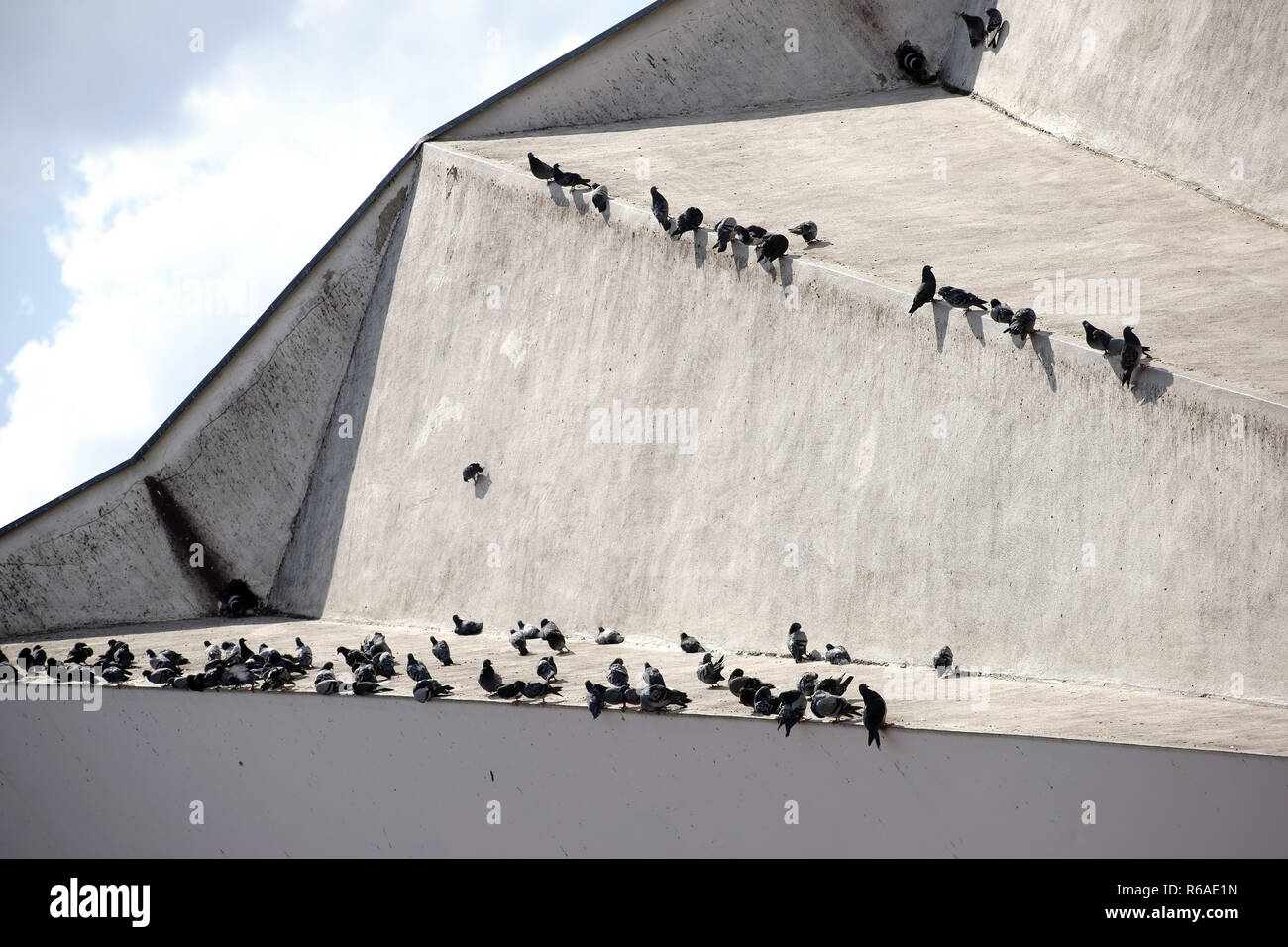 Roof With Pigeons Stock Photo