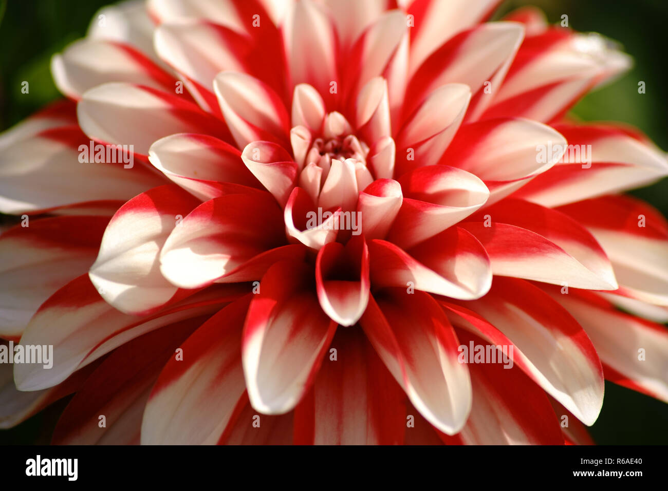 Dahlia In Sunlight Stock Photo Alamy