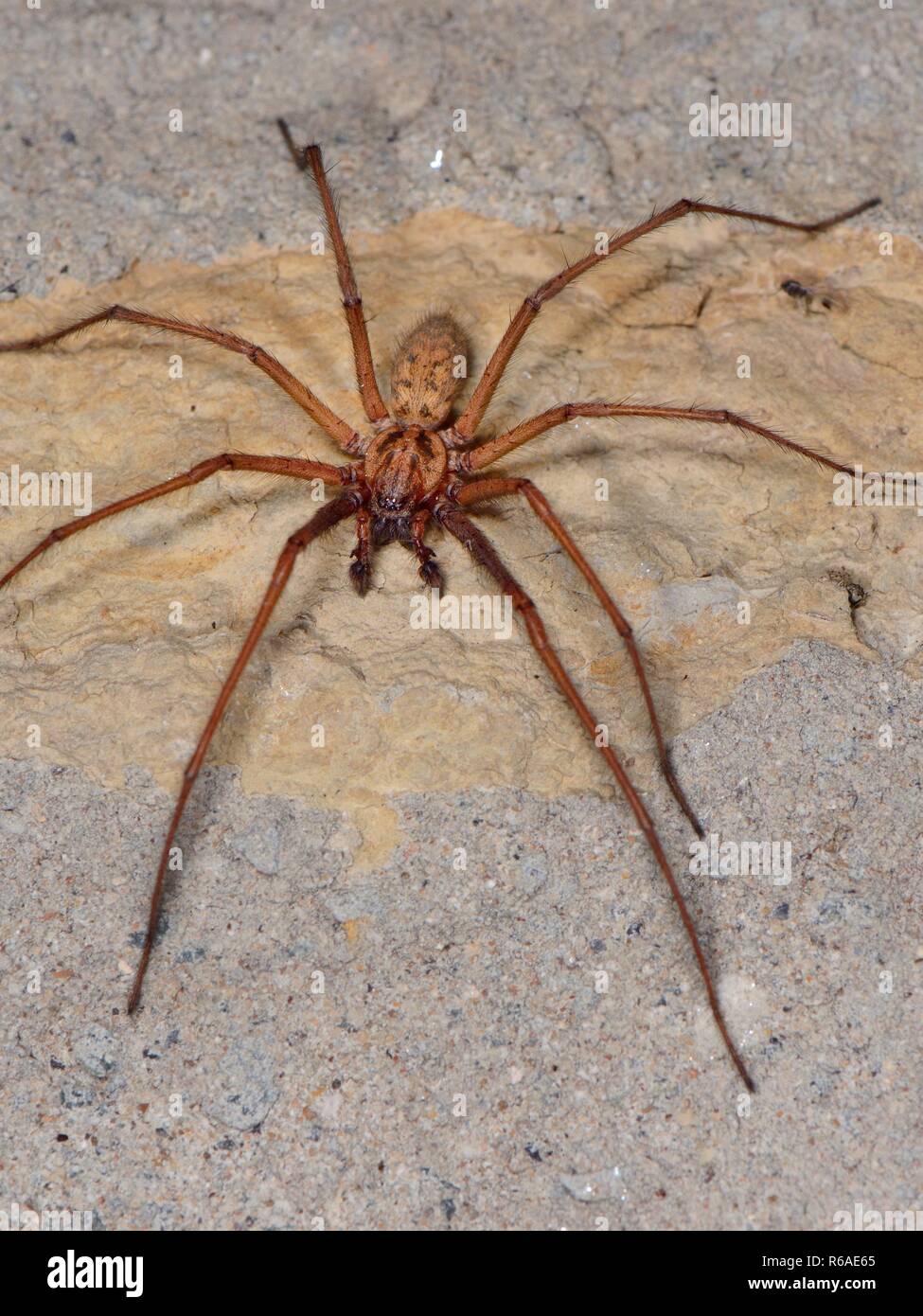 Close up view of a Female House spider (Tegenaria sp.) hunting on an old stone house wall at night, Somerset, UK, September. Stock Photo