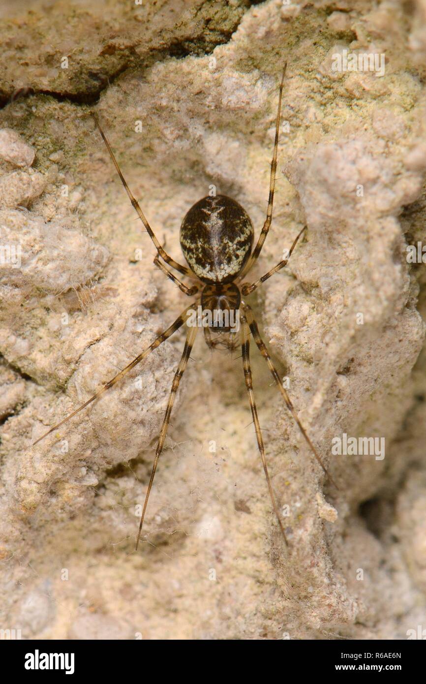 Invisible spider (Drapetisca socialis) on an old house wall, Wiltshire, UK, September. Stock Photo
