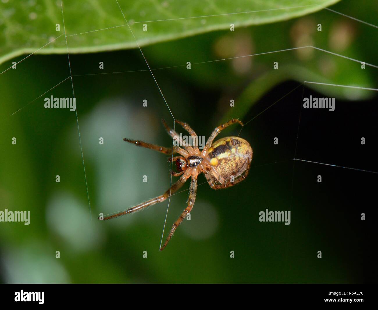 Missing sector orb-weaver (Zygiella x-notata) spinning its web on an ivy covered fence at night, Wiltshire, UK, September. Stock Photo