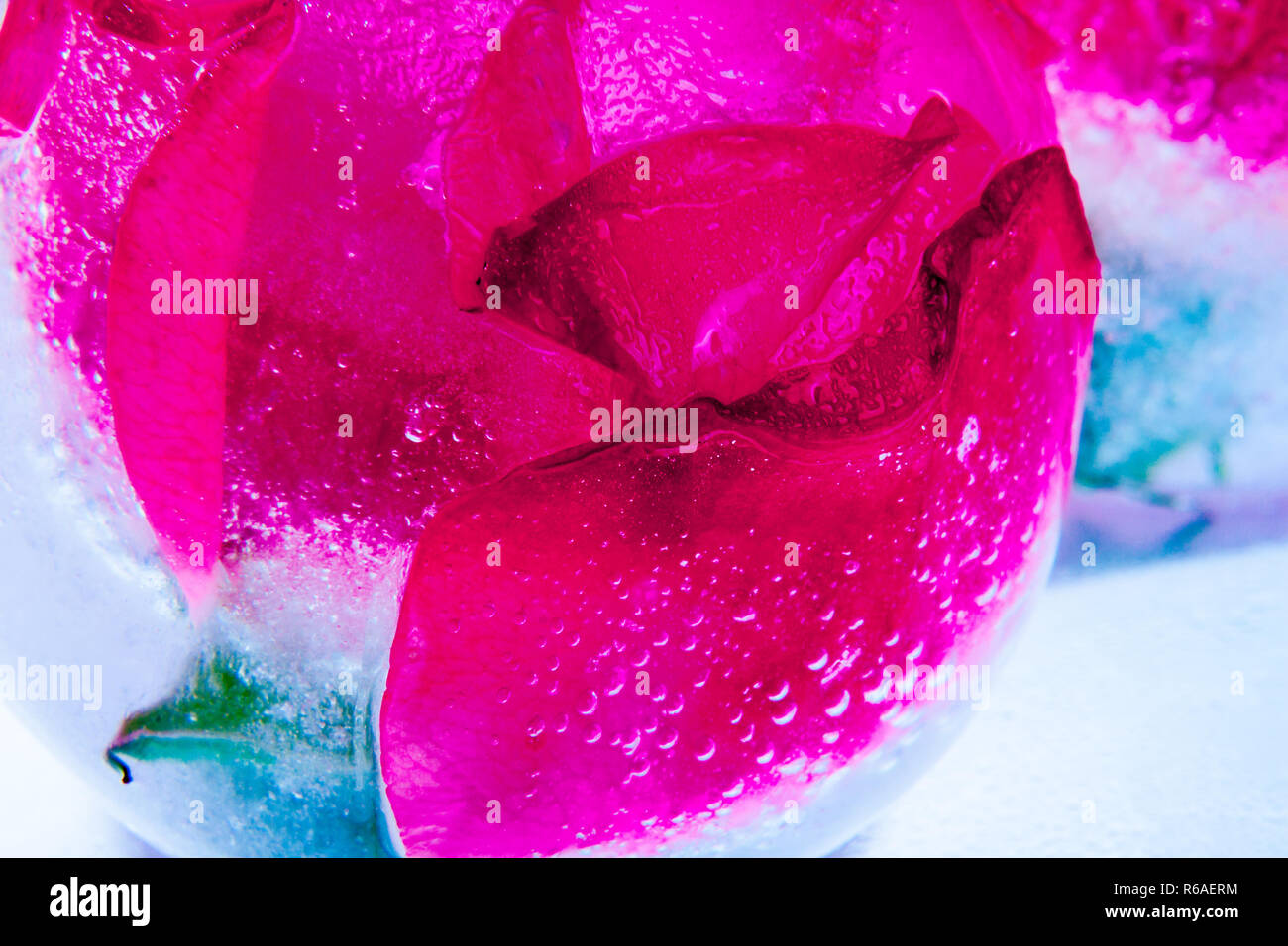 Wild Rose Blossoms In Crystal Clear Ice Balls Stock Photo - Alamy