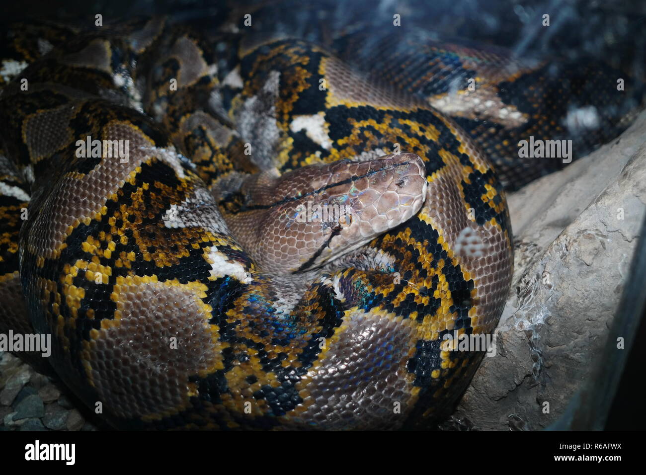 Tashkent zoo hi-res stock photography and images - Alamy