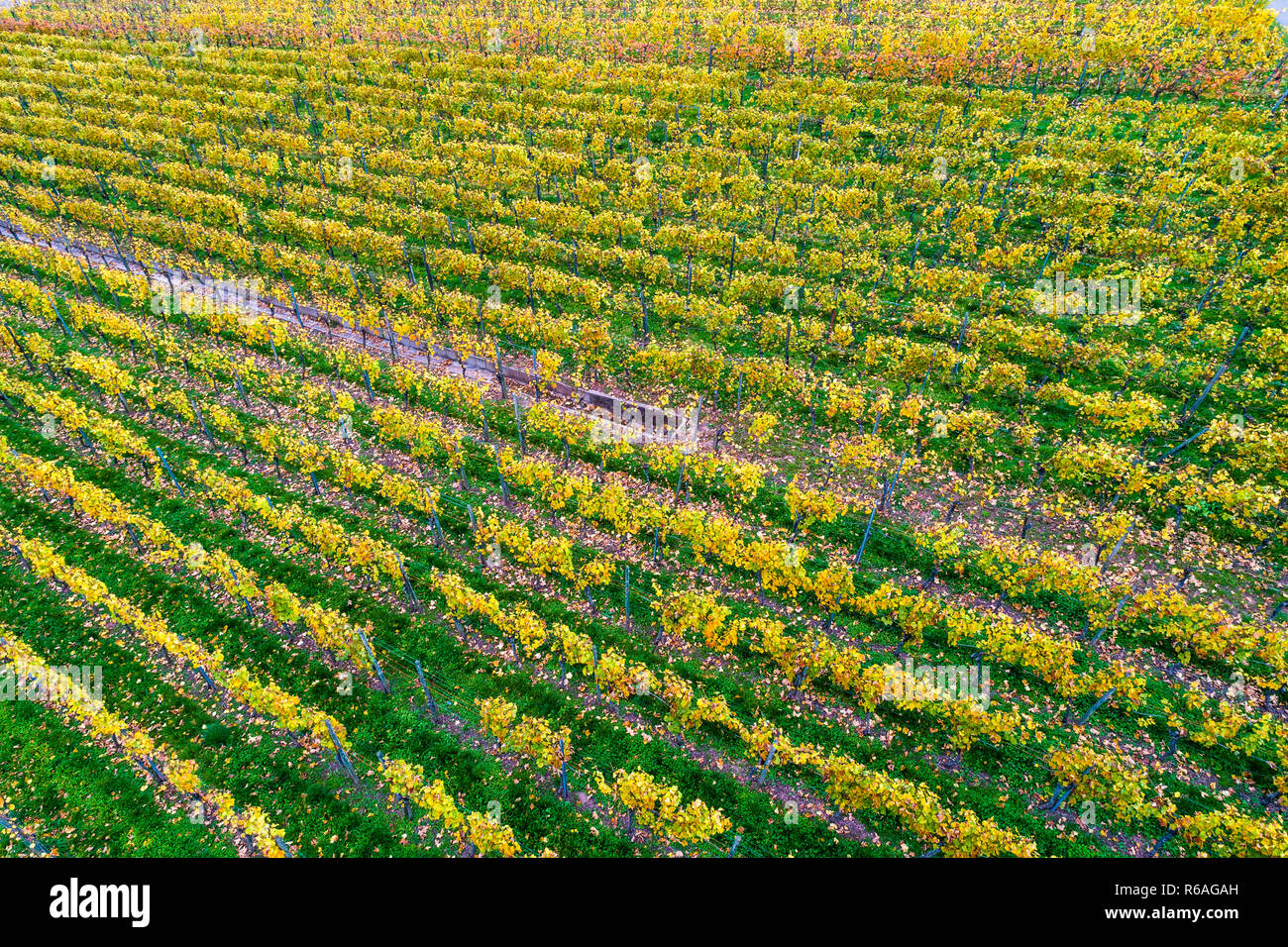 aerial view of vineyards at schnait in autumn,remstal,baden wuerttemberg,germany Stock Photo