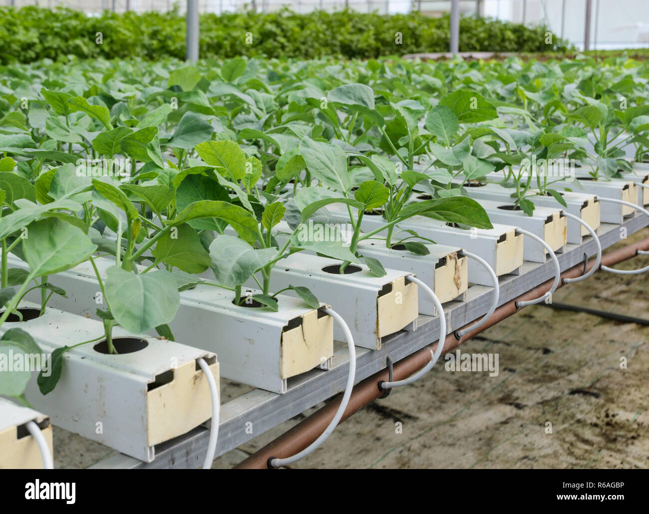 Hydroponic Chinese broccoli or Chinese kale vegetables plantation in