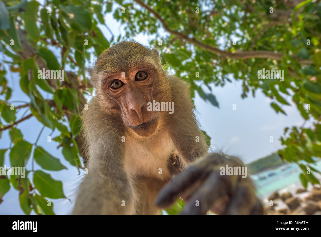 Crab-eating macaque Macaca fascicularis also known as long-tailed ...