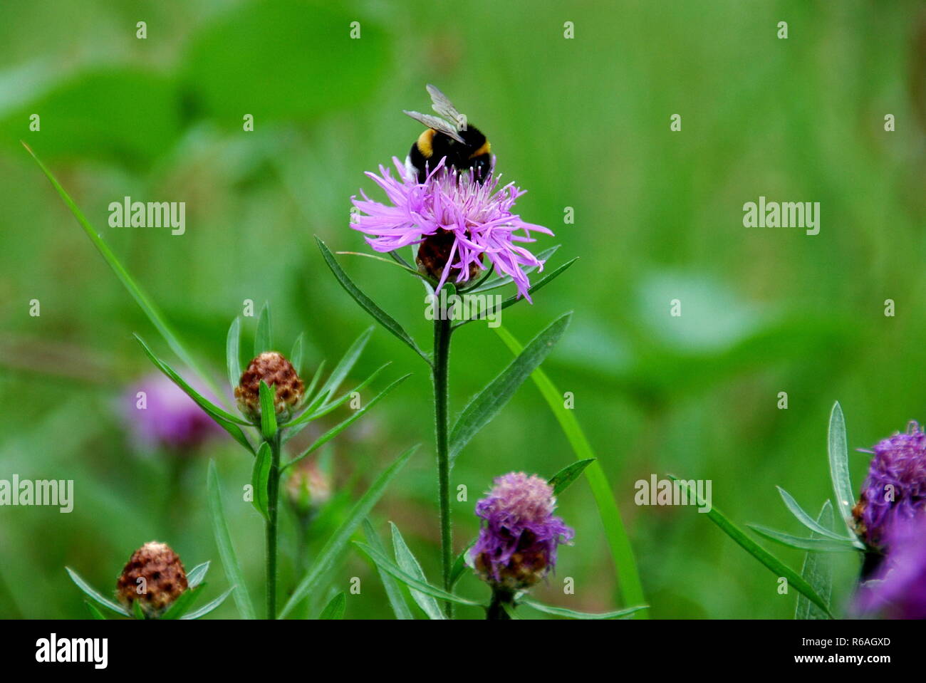 bumblebee on knapweed Stock Photo