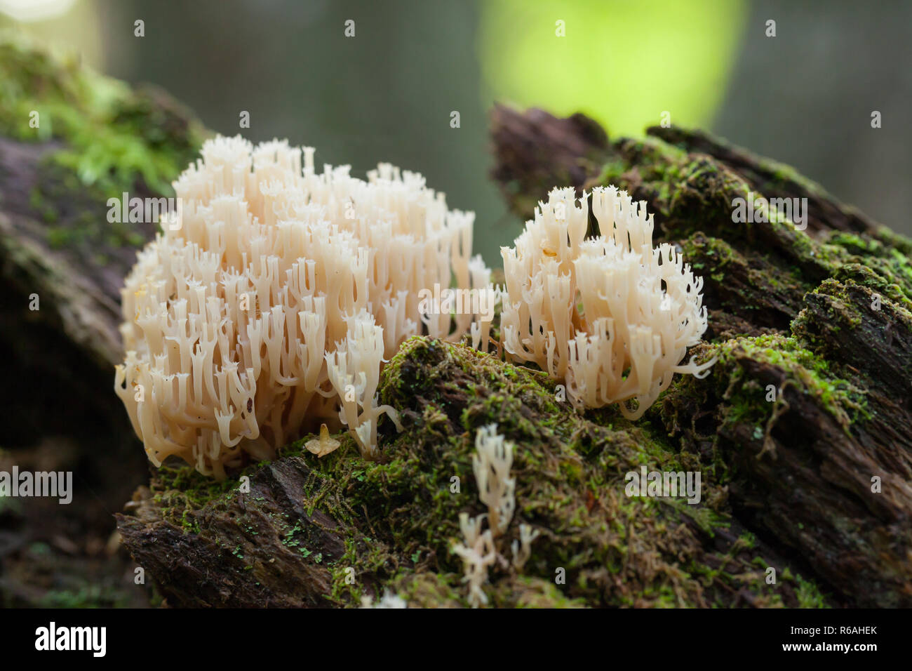 Crown tipped coral fungus Stock Photo