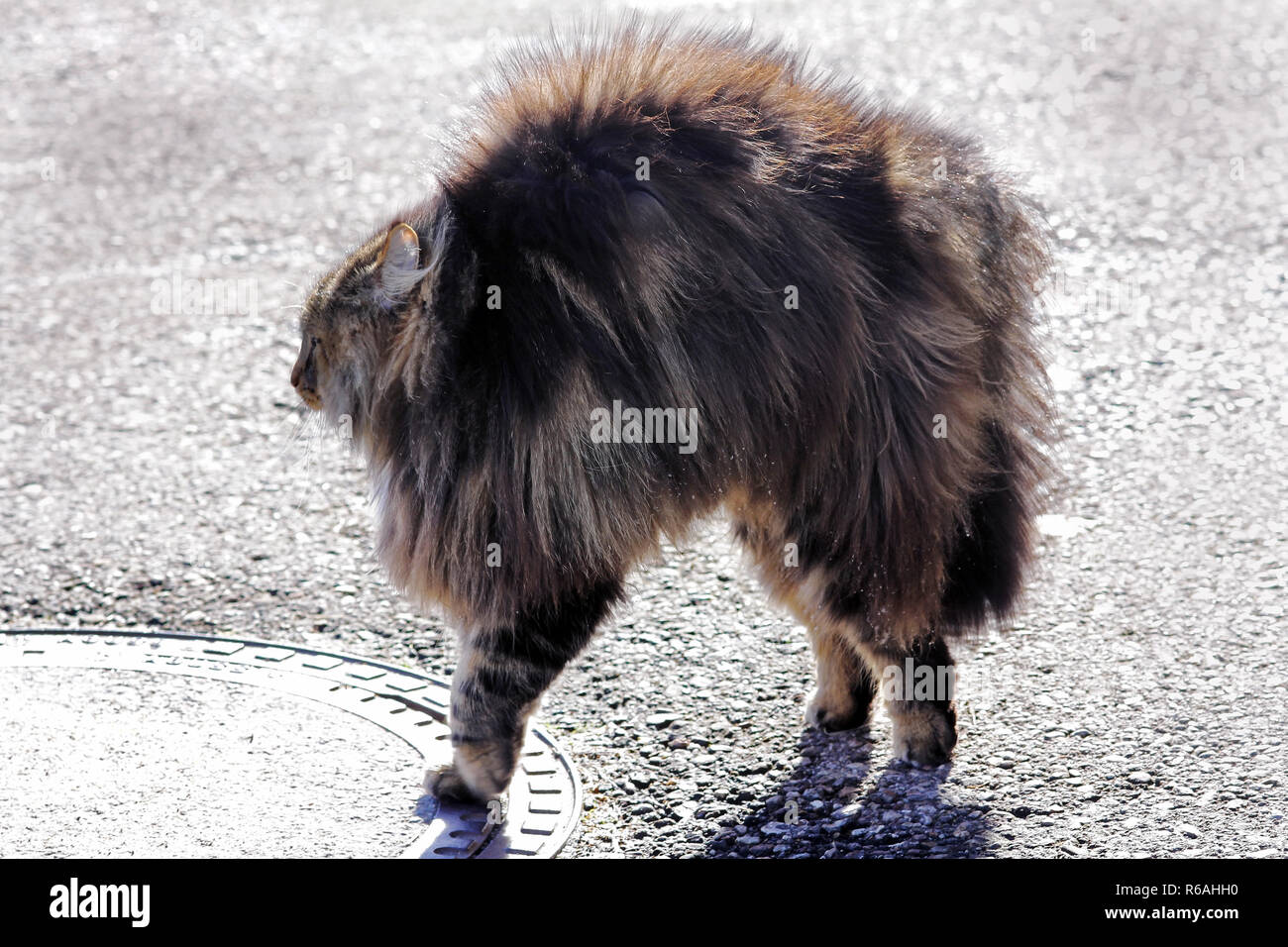 a norwegian forest cat is evil and makes a cat hump. a cat grows up and threatens Stock Photo
