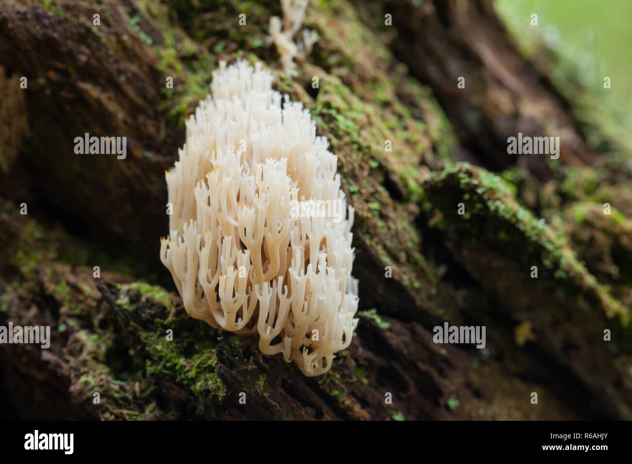 Crown tipped coral fungus Stock Photo