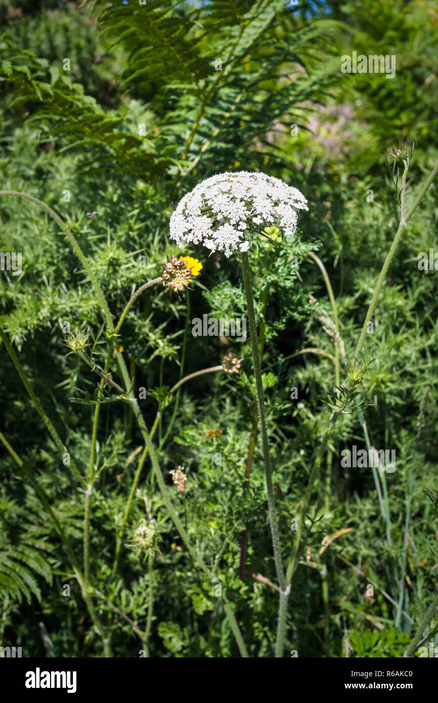 white yarrow flower on meadow in Ploumanac'h site Stock Photo