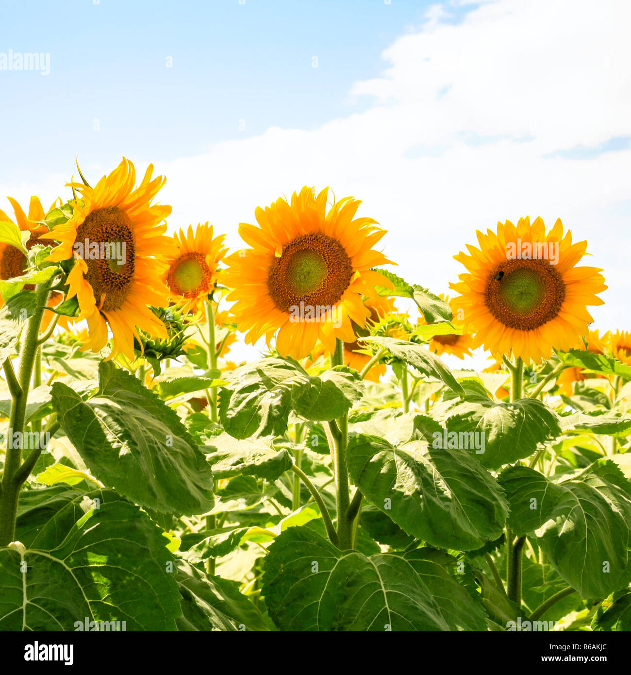 yellow sunflowers on field under blue sky Stock Photo - Alamy