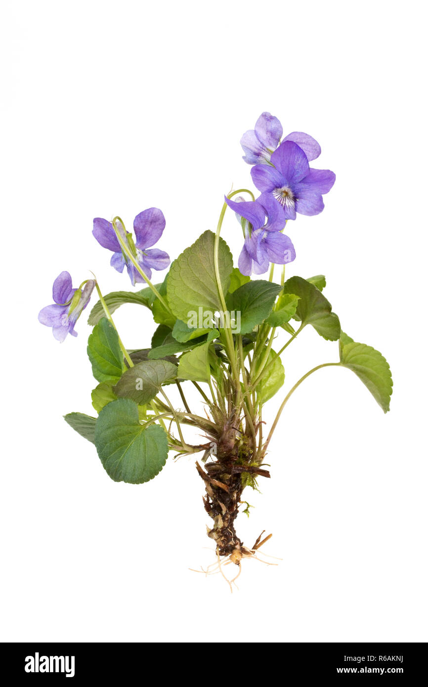 Hedge Violet With Roots Over White Background Stock Photo