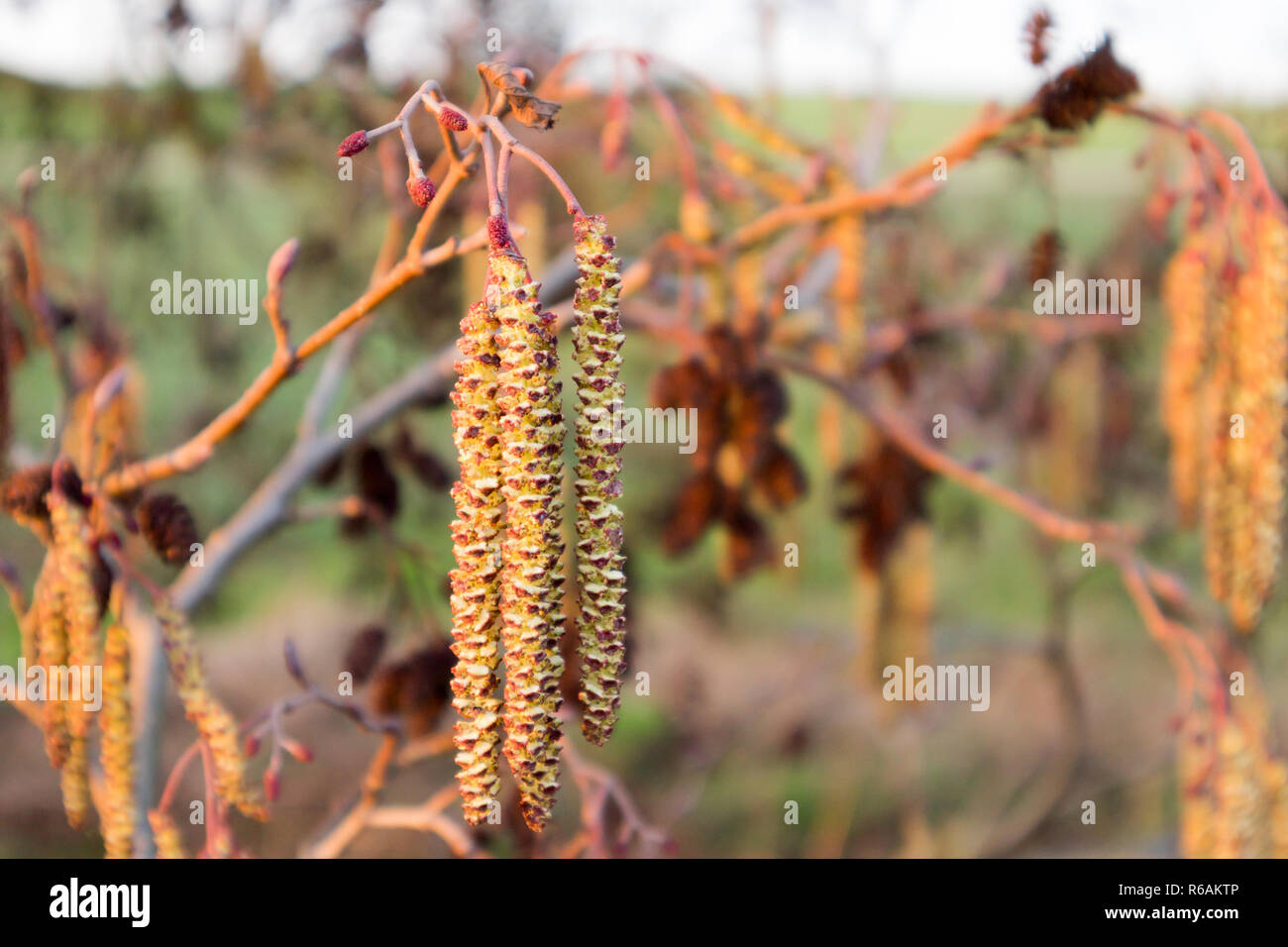 Black Alder With Male And Female Blossoms Stock Photo
